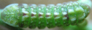 Larvae
